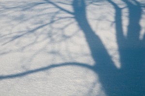 winter snow tree shadow